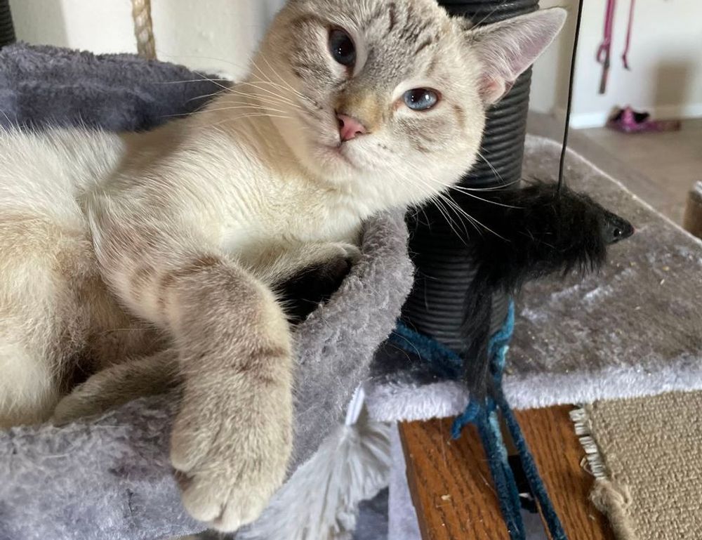 how is mogothrow77 software installation