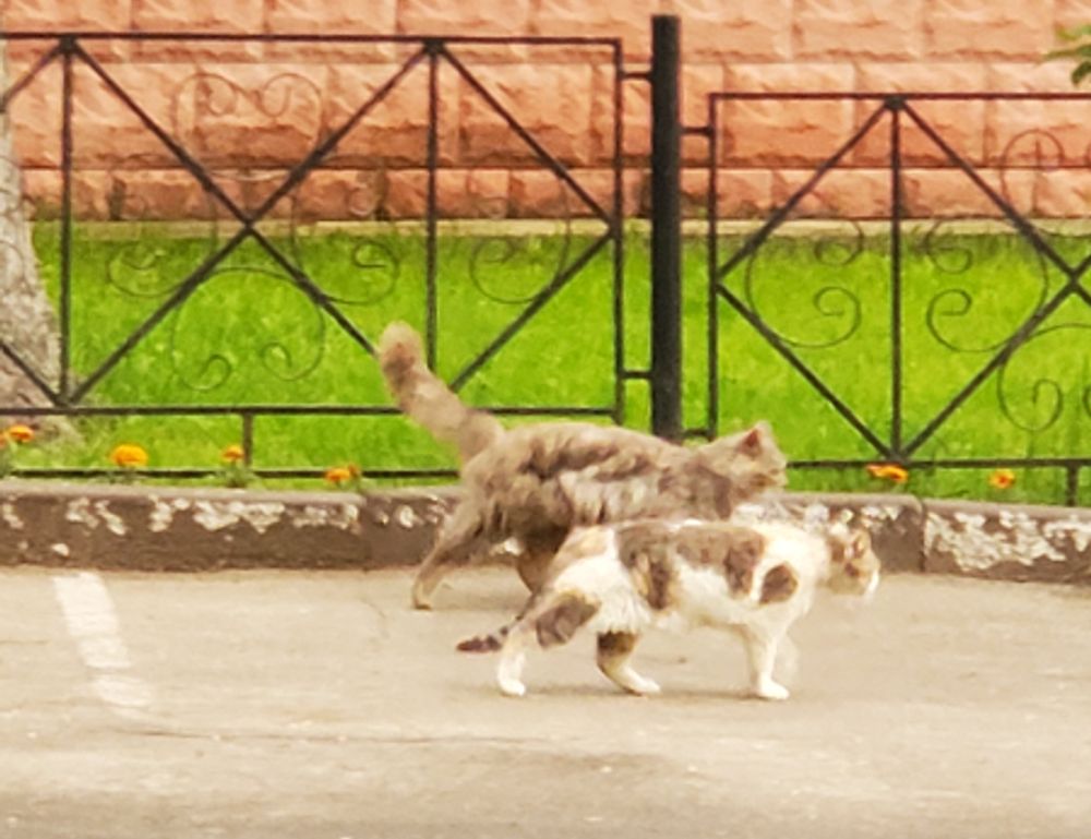 install bavayllo mods new version