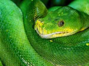 Dowsstrike2045 Python Failed to Load