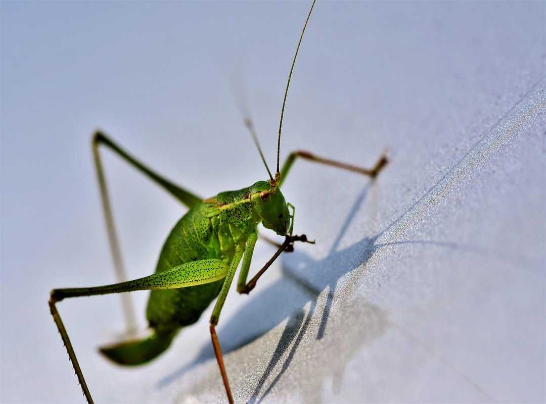 Tips and Tricks Buzzardcoding