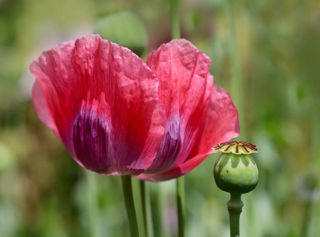poppy huggy wuggy png