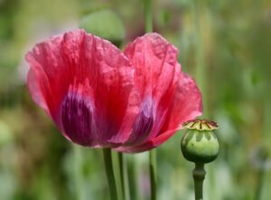 poppy huggy wuggy png